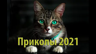 Лучшие приколы ноябрь 2021/ Лучшие приколы тик ток / Тест на психику/ Приколы с животными