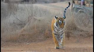 Splendours of Ranthambore National Park, India - Amazing Tiger Encounters on Safari in Zones 1-10