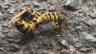 Yellow jacket bee mating