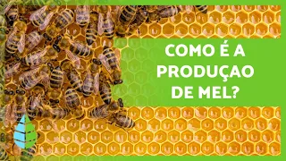 Como as ABELHAS fazem MEL? 🍯🐝 (Produção + Extração dos favos)