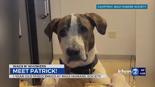 Wags N' Whiskers: Patrick