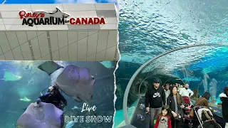 Ripley’s Aquarium | A day in Toronto | Live Dive Show | Family Day 2023