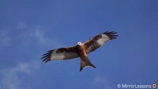 BIRDS in slow motion - Shot with the Sony RX10 II at 100, 250, 500 and 1000 fps