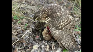 Juvenile goshawk - falconry - hunting pheasants.