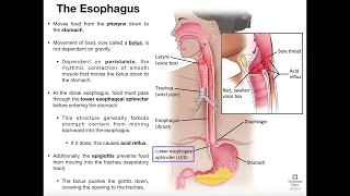 Anatomy & Physiology of the Esophagus