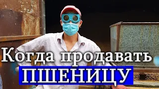 Когда продавать пшеницу по самым высоким ценам!?