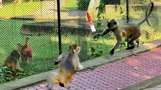 Langur vs Monkey Fight - Terrible langur monkey battle war !