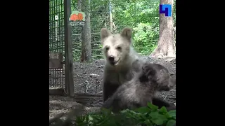 В Центре спасения медвежат-сирот в Тверской области рассказали про “меню” бурого медведя