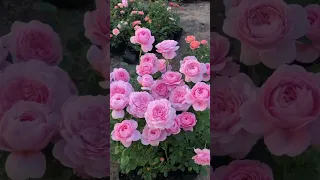 Beautiful rose garden #gardeningideasforhome #gardening