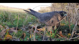 Falconry Diary | Hunting Partridge with a Peregrine x Gyr Falcon