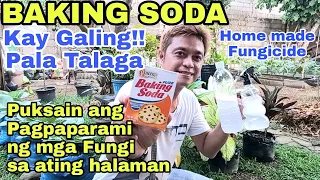 Baking Soda Solusyon para hindi kumalat ang Fungi sa mga halaman, Baking Soda Homemade Fungicide