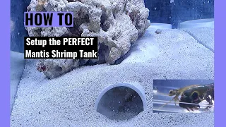 How to setup a Mantis Shrimp Tank