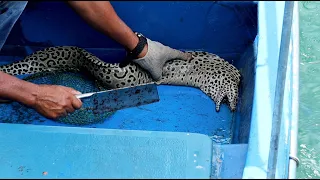 Hong Kong Seafood: Cutting Live Big Spotted Moray Eel in Sai Kung 香港海鮮 西貢生劏大條花點油錐