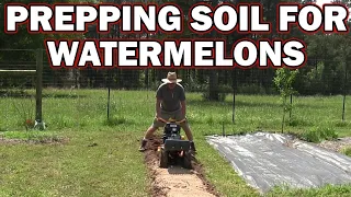 Preparing soil for watermelons with added special ingredient