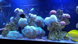 150G Mixed Reef Update | New Skimmer* | Now With Carbon