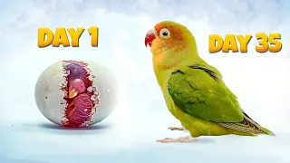 Lovebird Growth Stages Timelapse