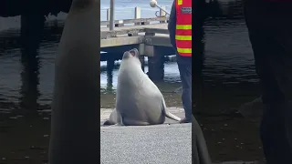 Neil the Seal Has Standoff With Authorities