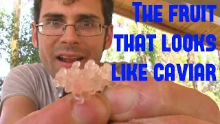 Finger Lime: The fruit that looks like Caviar - Weird Fruit Explorer ep. 250