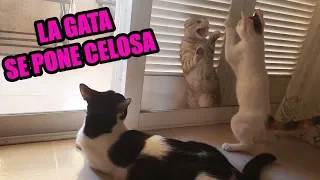 EL BEBÉ GATO SE ENCUENTRA A SU NOVIA Y FRODY LA INTENTA ATACAR *ESTA CELOSA*