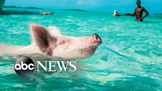 Swim with pigs when you book a villa at this Bahamas resort l GMA Digital