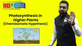 Photosynthesis In Higher Plants - Chemiosmotic Hypothesis.