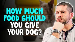 How Much Food Should You Give Your Dog?