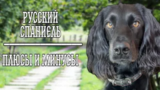 Русский охотничий спаниель плюсы и минусы