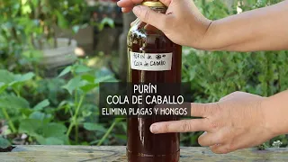 PURÍN DE COLA DE CABALLO - ELIMINA HONGOS Y PLAGAS! #Shorts #video 1 minuto!