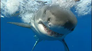 Great White Shark aggressively attacks bait, and comes in for close up (no Chomp though)