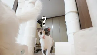 (ENG SUB) Do cats can jump over 7 story toilet paper tower? | CatOutdoor