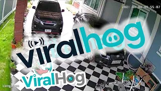 Large Snake Hiding Under Car Surprises Lady || ViralHog