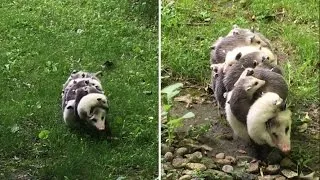 Watch This Mama-of-the-Year Opossum Carry 12 Babies on Her Back