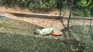 Sparrow eaten alive by a duck