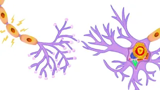 ¿Qué es una neurona? ¿Cómo funciona?