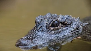 Wildlife strikes back! - Crocodiles and alligators compilation