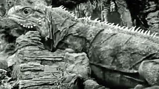 One Million B.C. [1940] - Giant Lizard Screen Time