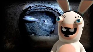 Как кролики живут в яме и роют себе норы / rabbits in burrows