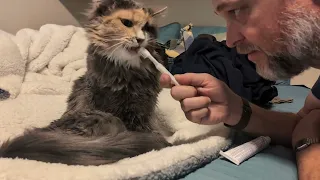 Cat Toothpaste, Dental Care