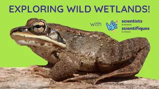 🐸 Exploring Wild Wetlands with Scientists in School! 🐸