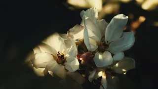 Perception | Shot On Canon 600D | Cinematic Short Film | EF-S 18-55mm | Nature