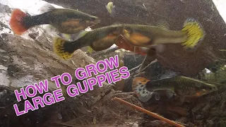 How to grow large guppies