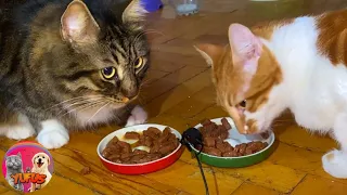 My Cats eating Wet food ASMR - Cat Eating video | YUFUS