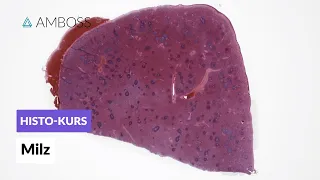 Histologie der Milz - Mikroskopische Anatomie - AMBOSS Video