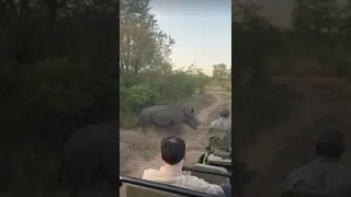 Hippo attacks on tourist #shorts