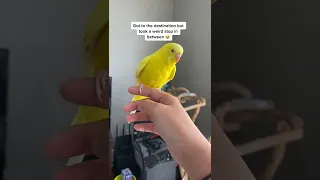 Budgie tells human where to go!