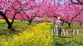 【PEACH blossoms】 The world was covered with Peach blossoms.福島、群馬で花桃が満開 #4K