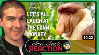 True Facts: Proboscis Monkey REACTION