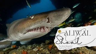 Diving with Sand Tiger Sharks on the Aliwal Shoal