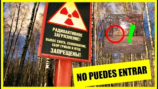 🌲🔴 El Bosque Rojo de Chernóbil: Misterios Radiactivos y la Incursión Prohibida