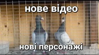 Господака росте❗️, нова клітка, нові голуби. Планую, що буде далі